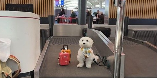 Dünya Turundaki Köpek Tofu, İstanbul Havalimanı’nda